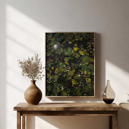 Wild Bloom | Botanical Fine Art Photography Print, Nature Wall Art, Water Lily Pond Decor