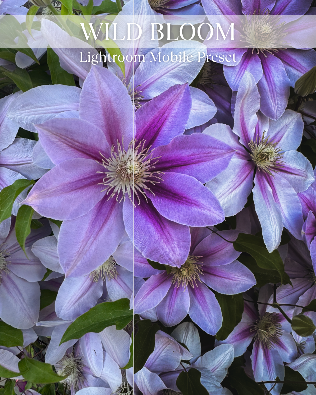 Wild Bloom Mobile Preset